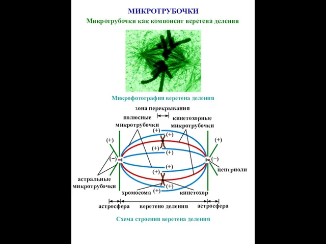 Микрофотография веретена деления Схема строения веретена деления астральные микротрубочки (+) (−) центриоли