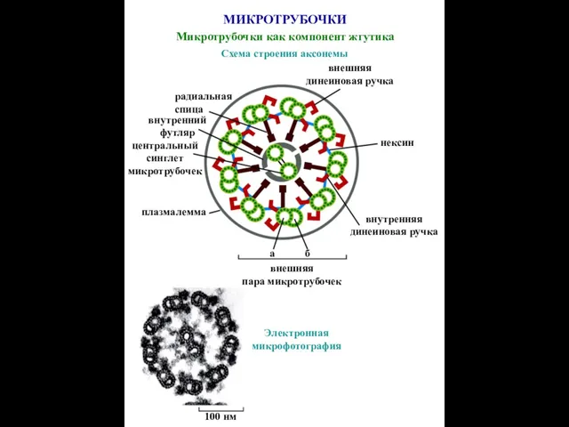 МИКРОТРУБОЧКИ Микротрубочки как компонент жгутика внешняя динеиновая ручка Схема строения аксонемы радиальная