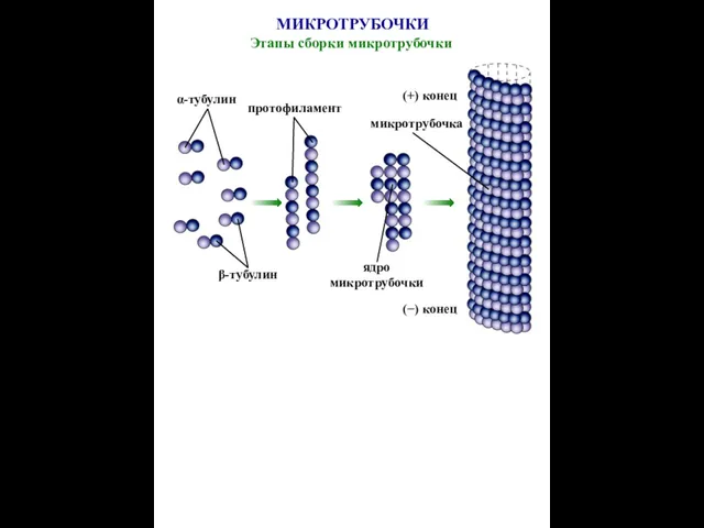 α-тубулин β-тубулин протофиламент ядро микротрубочки микротрубочка (+) конец (−) конец МИКРОТРУБОЧКИ Этапы сборки микротрубочки