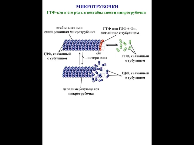 потеря кэпа деполимеризующаяся микротрубочка стабильная или кэппированная микротрубочка ГДФ, связанный с тубулином