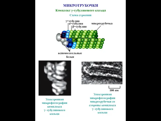 МИКРОТРУБОЧКИ Комплекс γ-тубулинового кольца Схема строения γ−тубулин α−тубулин β−тубулин вспомогательные белки микротрубочка