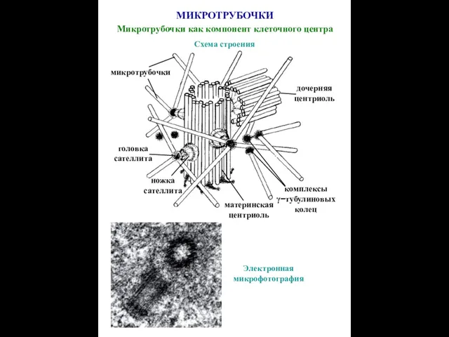 МИКРОТРУБОЧКИ Микротрубочки как компонент клеточного центра материнская центриоль дочерняя центриоль микротрубочки головка