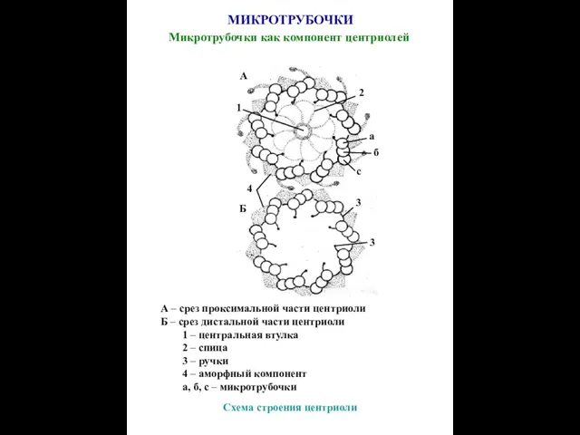 МИКРОТРУБОЧКИ Микротрубочки как компонент центриолей Схема строения центриоли А Б 1 2