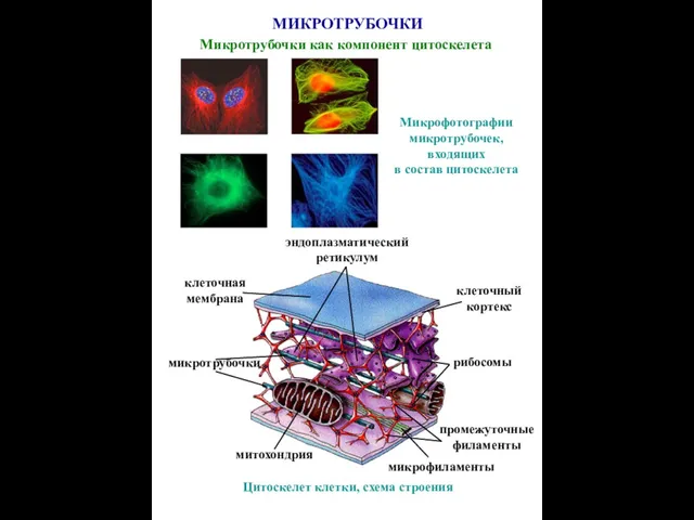 Цитоскелет клетки, схема строения митохондрия микротрубочки микрофиламенты рибосомы клеточный кортекс клеточная мембрана
