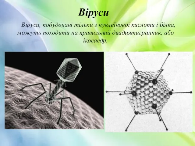 Віруси, побудовані тільки з нуклеїнової кислоти і білка, можуть походити на правильний двадцятигранник, або ікосаедр. Віруси