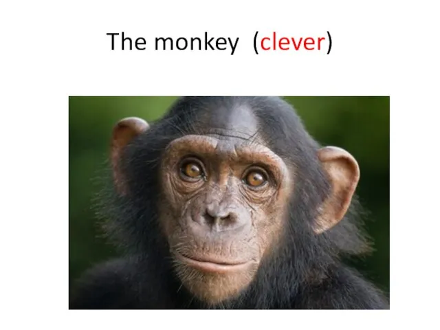 The monkey (clever)