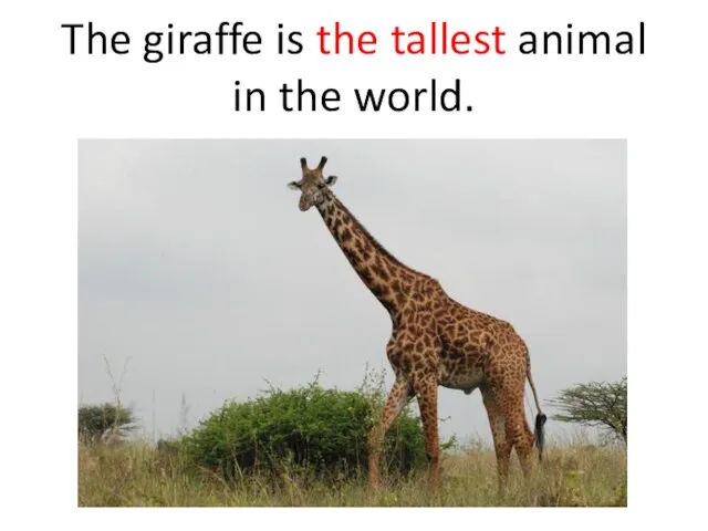 The giraffe is the tallest animal in the world.