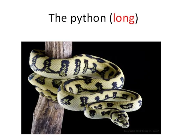The python (long)
