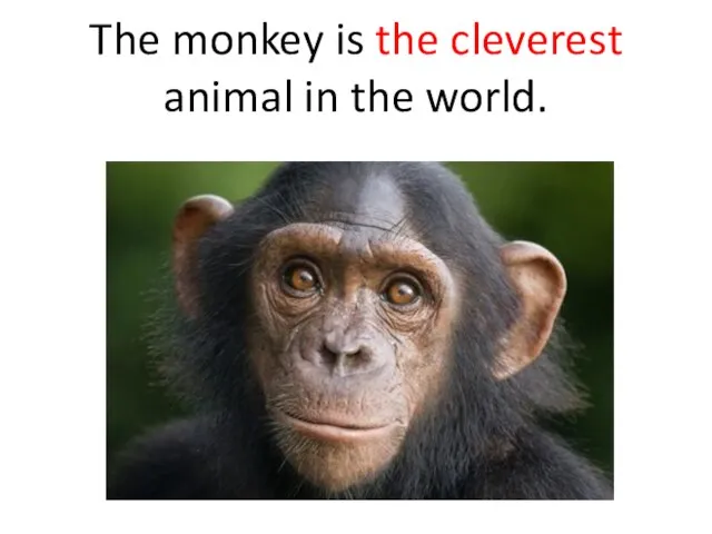 The monkey is the cleverest animal in the world.