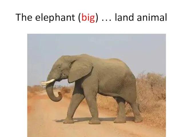 The elephant (big) … land animal