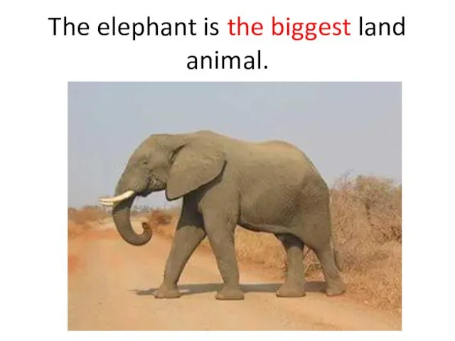 The elephant is the biggest land animal.