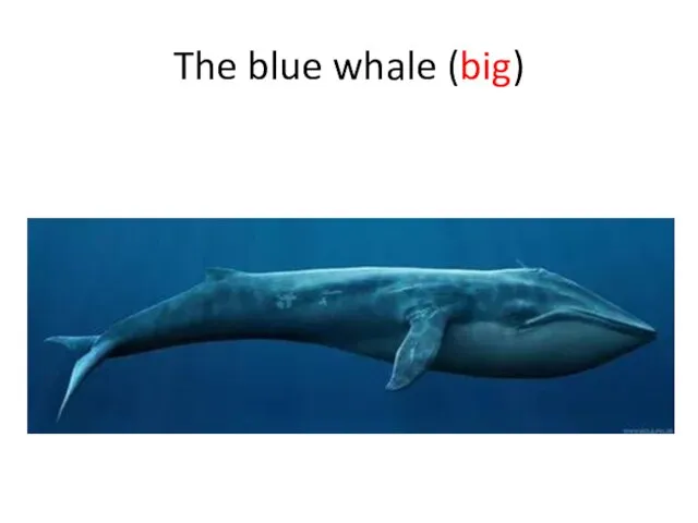 The blue whale (big)