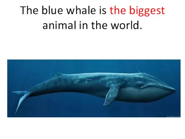 The blue whale is the biggest animal in the world.