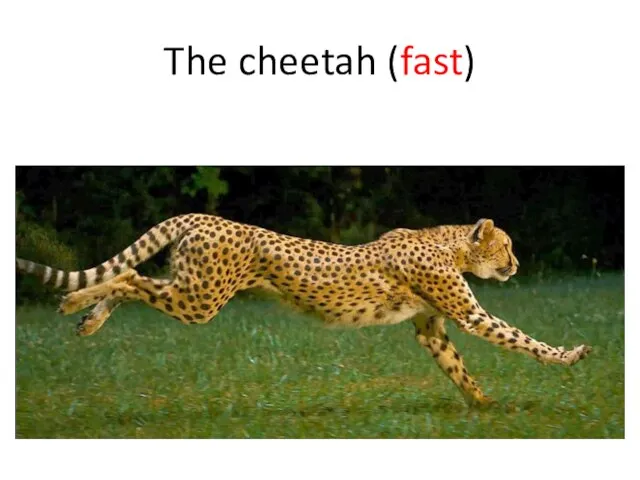 The cheetah (fast)