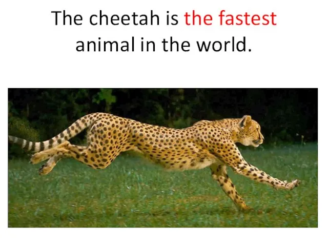 The cheetah is the fastest animal in the world.