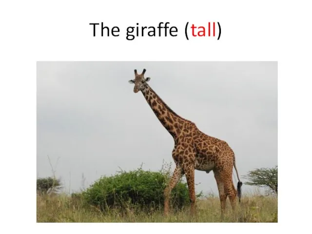 The giraffe (tall)