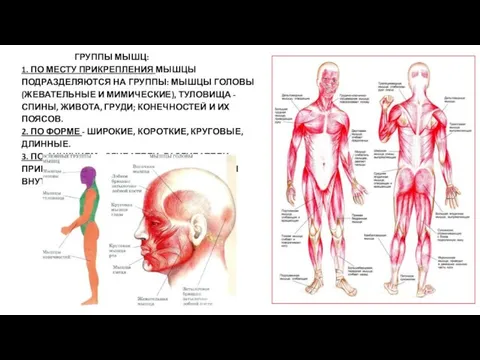 ГРУППЫ МЫШЦ: 1. ПО МЕСТУ ПРИКРЕПЛЕНИЯ МЫШЦЫ ПОДРАЗДЕЛЯЮТСЯ НА ГРУППЫ: МЫШЦЫ ГОЛОВЫ