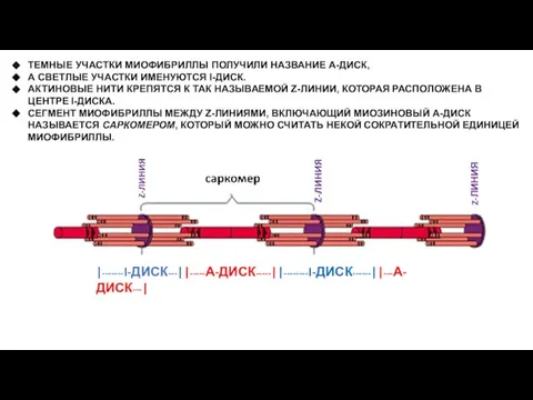 ТЕМНЫЕ УЧАСТКИ МИОФИБРИЛЛЫ ПОЛУЧИЛИ НАЗВАНИЕ А-ДИСК, А СВЕТЛЫЕ УЧАСТКИ ИМЕНУЮТСЯ I-ДИСК. АКТИНОВЫЕ