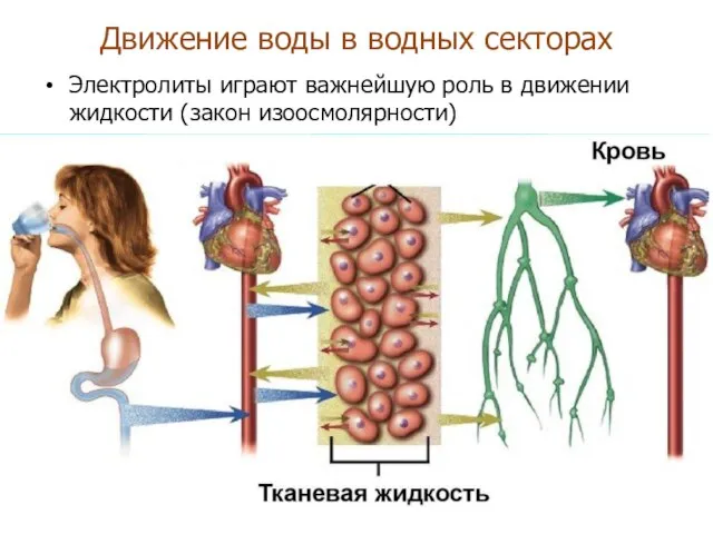 Движение воды в водных секторах Электролиты играют важнейшую роль в движении жидкости (закон изоосмолярности)