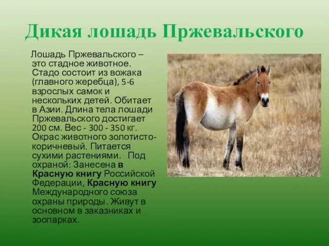 Дикая лошадь Пржевальского Лошадь Пржевальского – это стадное животное. Стадо состоит из