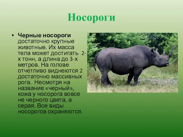 Носороги Черные носороги достаточно крупные животные. Их масса тела может достигать 2-х
