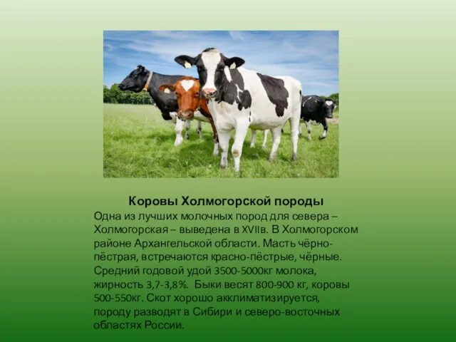 Коровы Холмогорской породы Одна из лучших молочных пород для севера –Холмогорская –