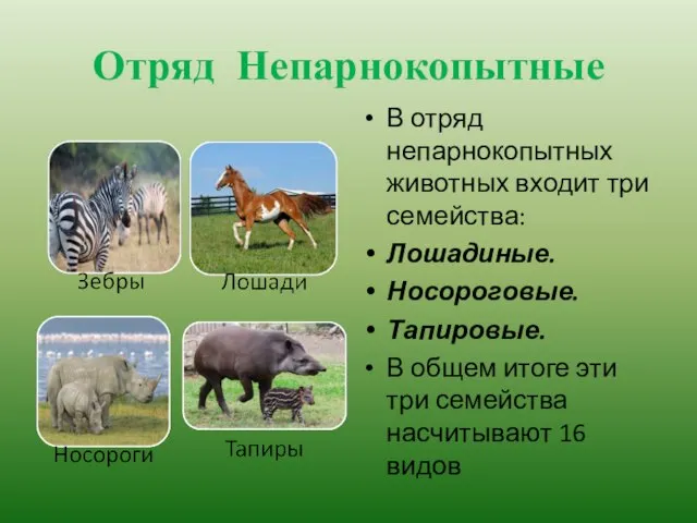 Отряд Непарнокопытные В отряд непарнокопытных животных входит три семейства: Лошадиные. Носороговые. Тапировые.