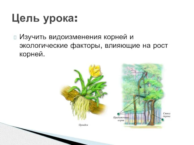 Цель урока: Изучить видоизменения корней и экологические факторы, влияющие на рост корней.