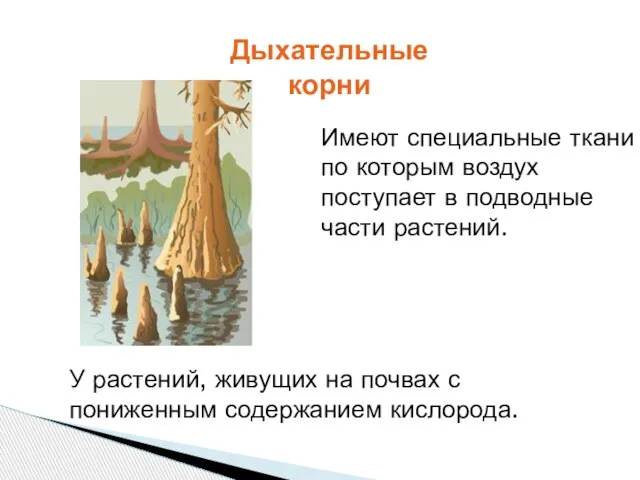 Имеют специальные ткани по которым воздух поступает в подводные части растений. У