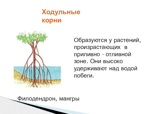 Образуются у растений, произрастающих в приливно - отливной зоне. Они высоко удерживают