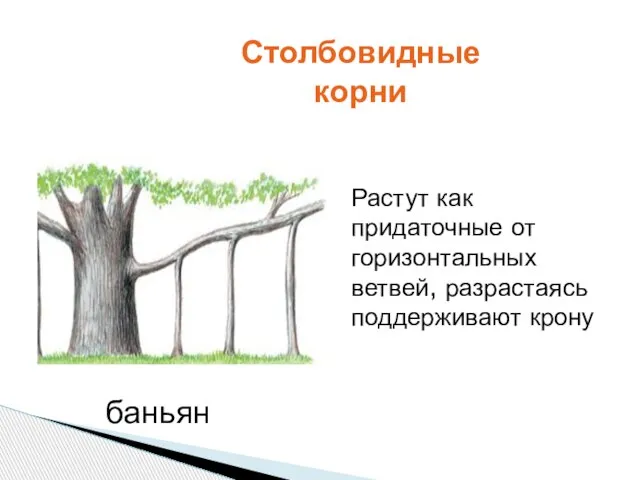 Растут как придаточные от горизонтальных ветвей, разрастаясь поддерживают крону Столбовидные корни баньян