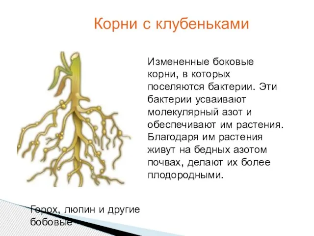 Измененные боковые корни, в которых поселяются бактерии. Эти бактерии усваивают молекулярный азот