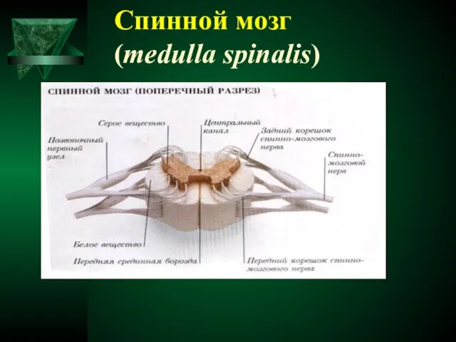 Спинной мозг (medulla spinalis)