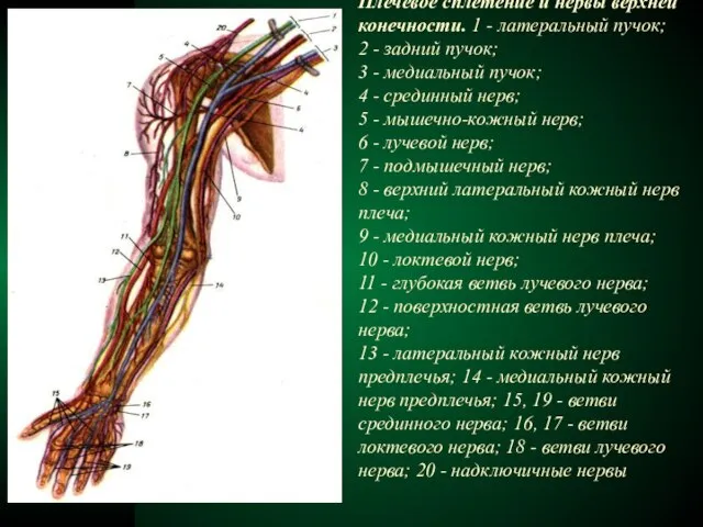 Плечевое сплетение и нервы верхней конечности. 1 - латеральный пучок; 2 -