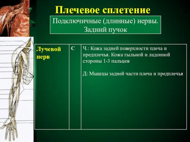 Плечевое сплетение Подключичные (длинные) нервы. Задний пучок