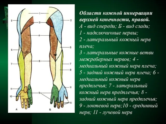 Области кожной иннервации верхней конечности, правой. А - вид спереди; Б -