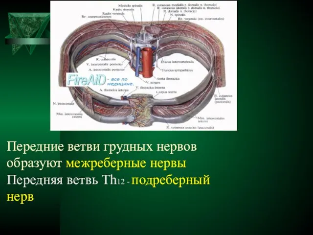 Передние ветви грудных нервов образуют межреберные нервы Передняя ветвь Th12 - подреберный нерв