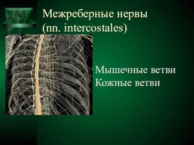 Межреберные нервы (nn. intercostales) Мышечные ветви Кожные ветви