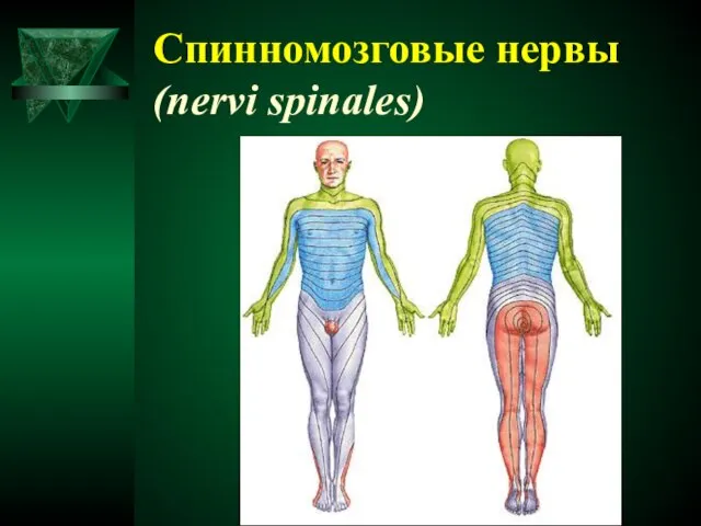 Спинномозговые нервы (nervi spinales)