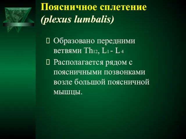 Поясничное сплетение (plexus lumbalis) Образовано передними ветвями Th12, L1 - L 4