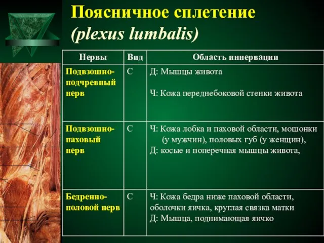 Поясничное сплетение (plexus lumbalis)