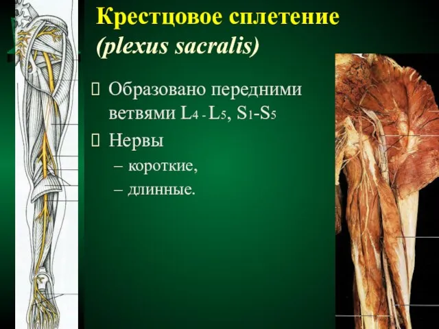 Крестцовое сплетение (plexus sacralis) Образовано передними ветвями L4 - L5, S1-S5 Нервы короткие, длинные.