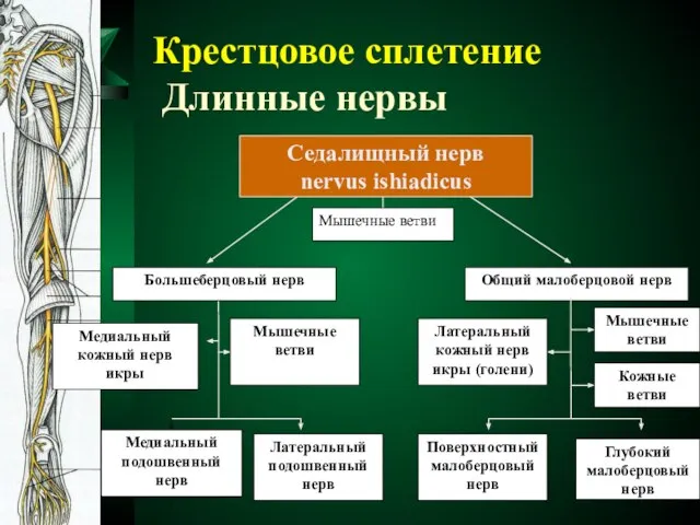 Крестцовое сплетение Длинные нервы Седалищный нерв nervus ishiadicus Глубокий малоберцовый нерв Медиальный кожный нерв икры