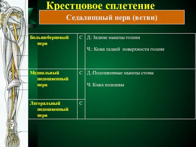 Крестцовое сплетение Седалищный нерв (ветви)