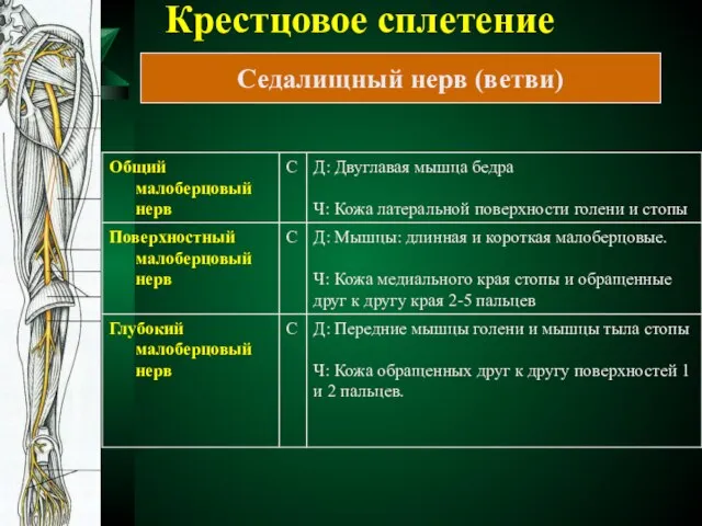 Крестцовое сплетение Седалищный нерв (ветви)