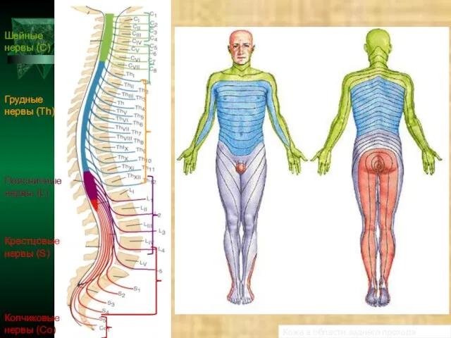 Шейные нервы (С) Грудные нервы (Th) Поясничные нервы (L) Крестцовые нервы (S)