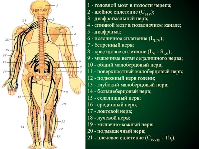 1 - головной мозг в полости черепа; 2 - шейное сплетение (CI-IV);