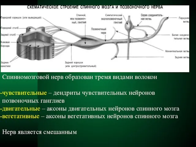 Спинномозговой нерв образован тремя видами волокон чувствительные – дендриты чувствительных нейронов позвоночных