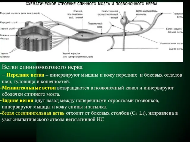 Ветви спинномозгового нерва – Передние ветви – иннервируют мышцы и кожу передних