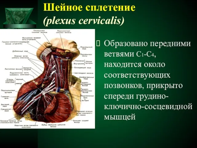 Шейное сплетение (plexus cervicalis) Образовано передними ветвями С1-С4, находится около соответствующих позвонков, прикрыто спереди грудино-ключично-сосцевидной мышцей